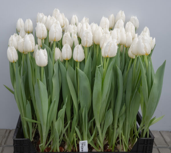 Crate of white tulips Criko