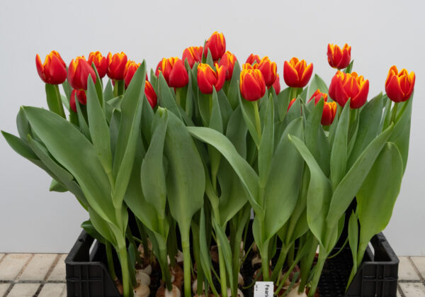 Crate red/white tulipes Fearless