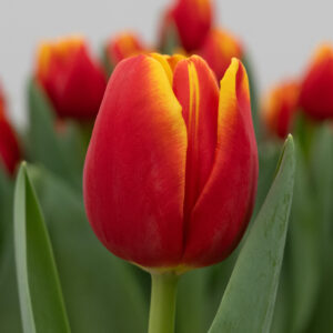 Single red/yellow tulip Fearless