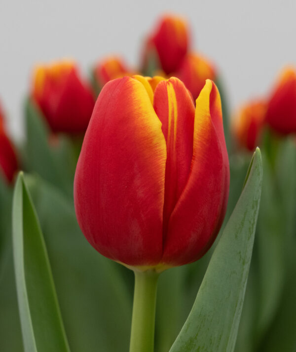 Single red/yellow tulip Fearless