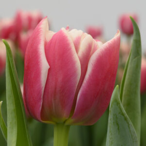 Single pink/white tulip Innocence