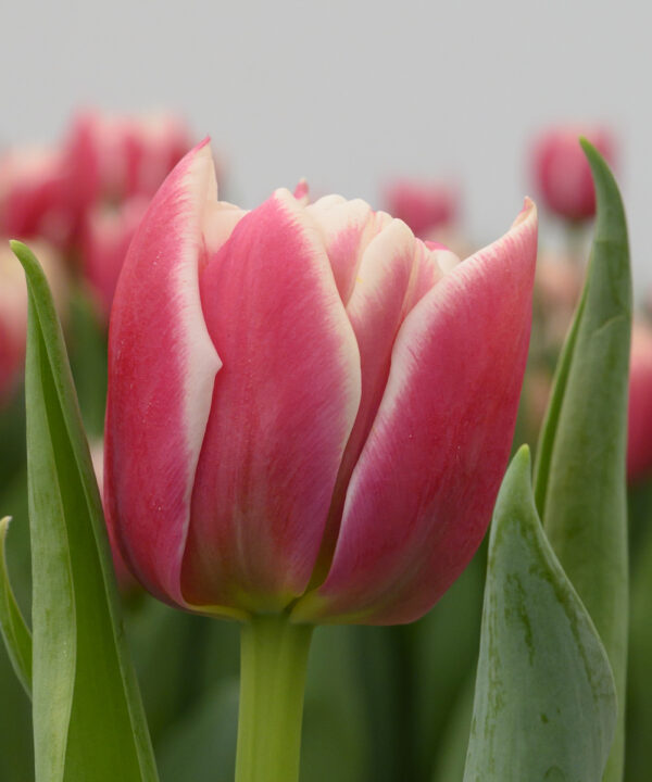 Single pink/white tulip Innocence