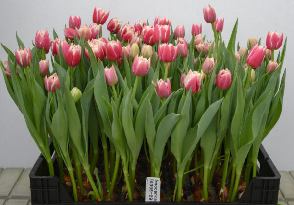 Crate pink/white tulips Innocence