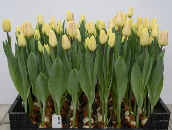 Crate of light yellow/pink tulips