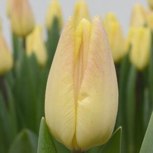 Single yellow tulip Merci