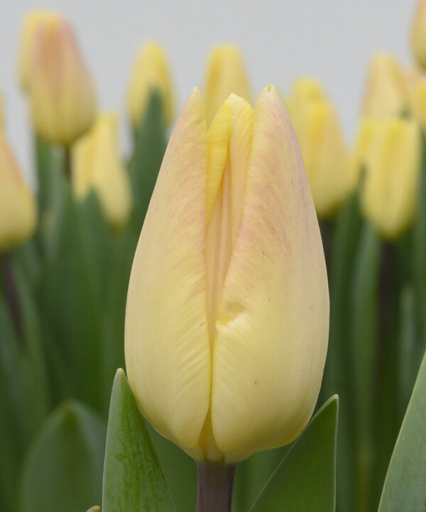 Single yellow tulip Merci