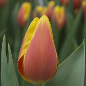 Single red/yellow tulip Miss Li