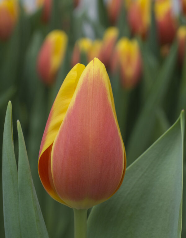 Single red/yellow tulip Miss Li