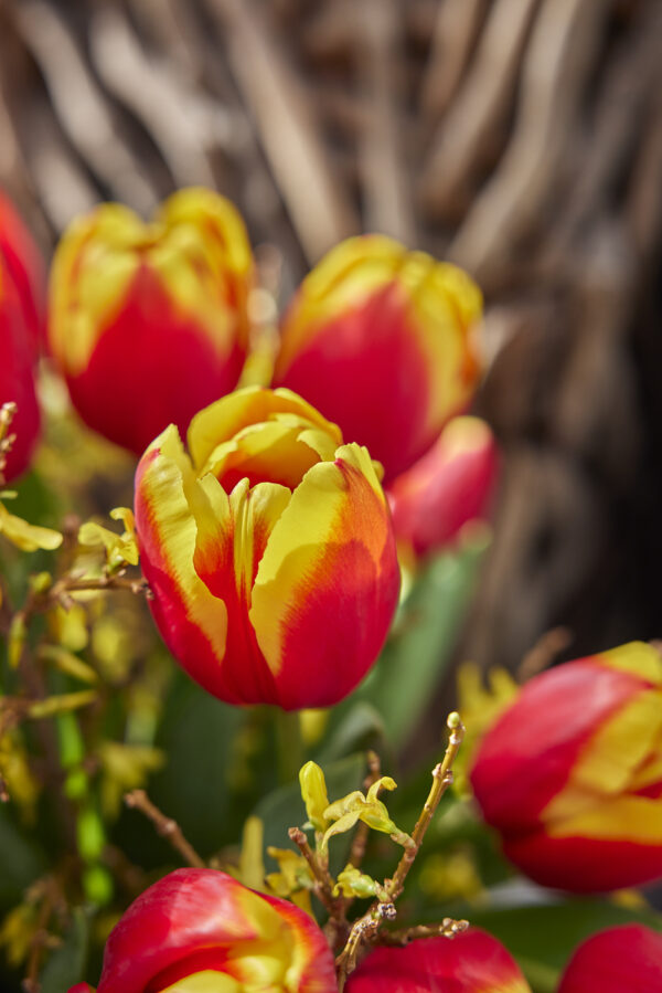 Red/yellow tulips Pride of Europe