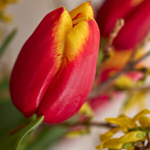 Single red/yellow tulip Pride of Europe