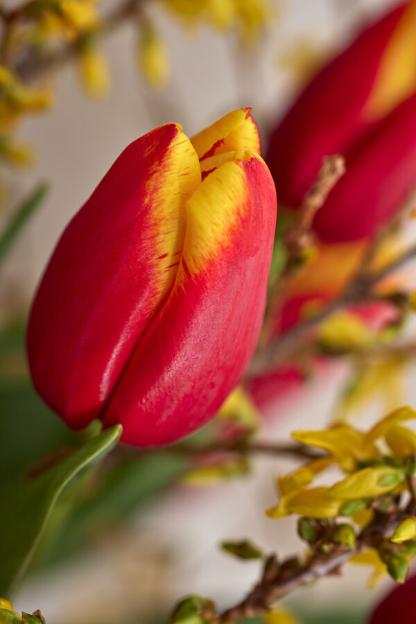 Single red/yellow tulip Pride of Europe