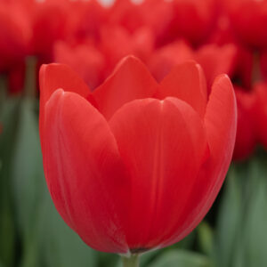 Single red tulip Red Ranger