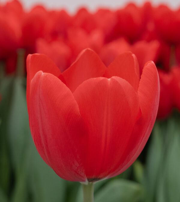 Single red tulip Red Ranger