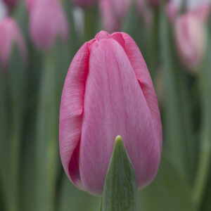 Single pink tulip Sissi