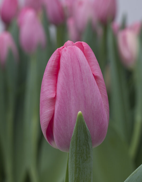 Single pink tulip Sissi