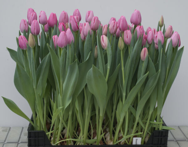 Crate of pink tulips Sissi