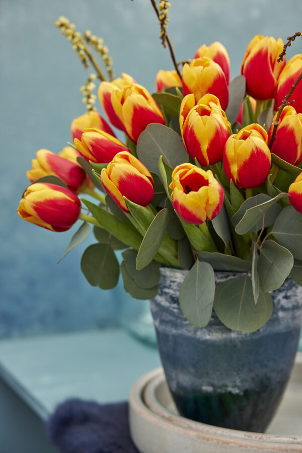 Red/yellow tulips Soprano