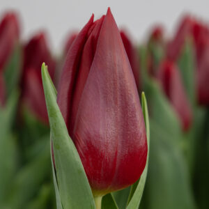 Single dark red tulip Tokyo