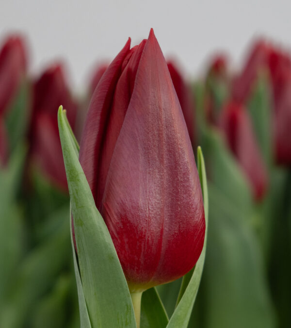 Single dark red tulip Tokyo