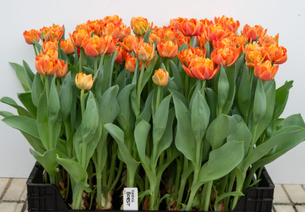 Crates with double orange Valdivia tulips