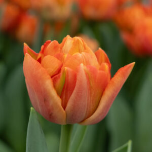 Single double orange tulip Valdivia