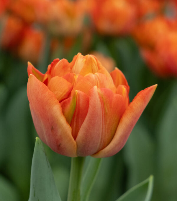 Single double orange tulip Valdivia