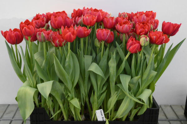 Crate with red tulips Asian Beauty