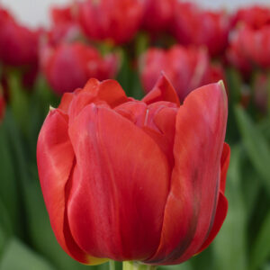 Single red tulip Asian Beauty