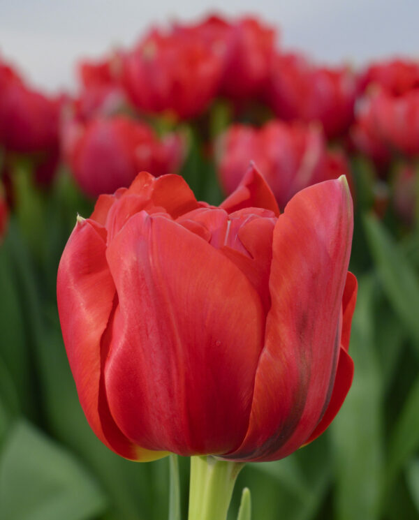 Single red tulip Asian Beauty