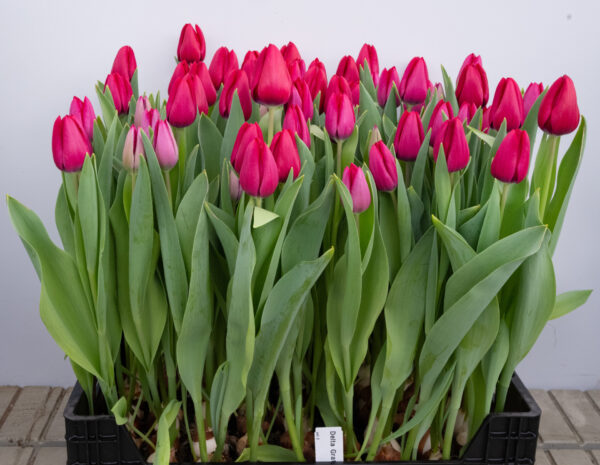 Crate with pink tulips Delta Grafitty