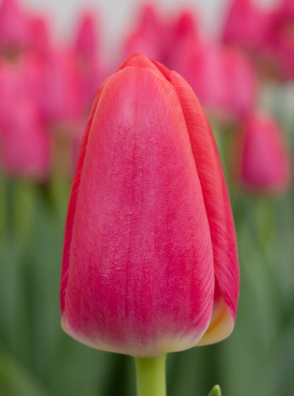 Single pink tulip Lipstick