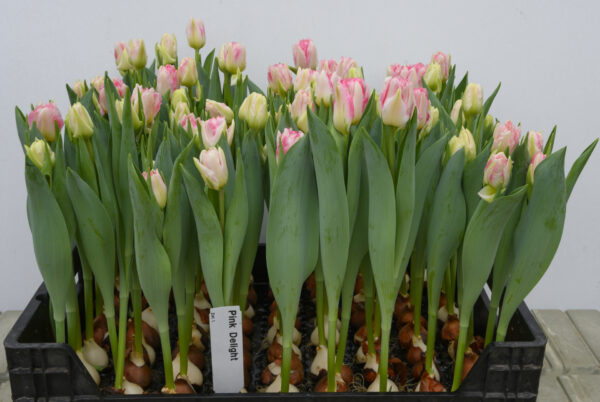 Crate of pink tulips Pink Delight