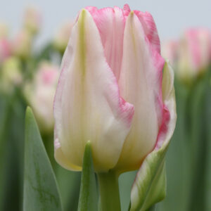 Single pink tulip Pink Delight