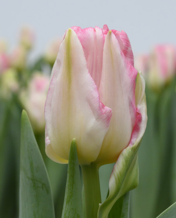 Single pink tulip Pink Delight