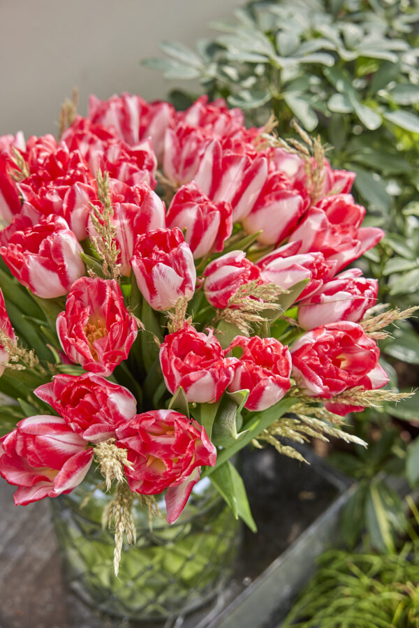 Bunch of Pink Delight tulips