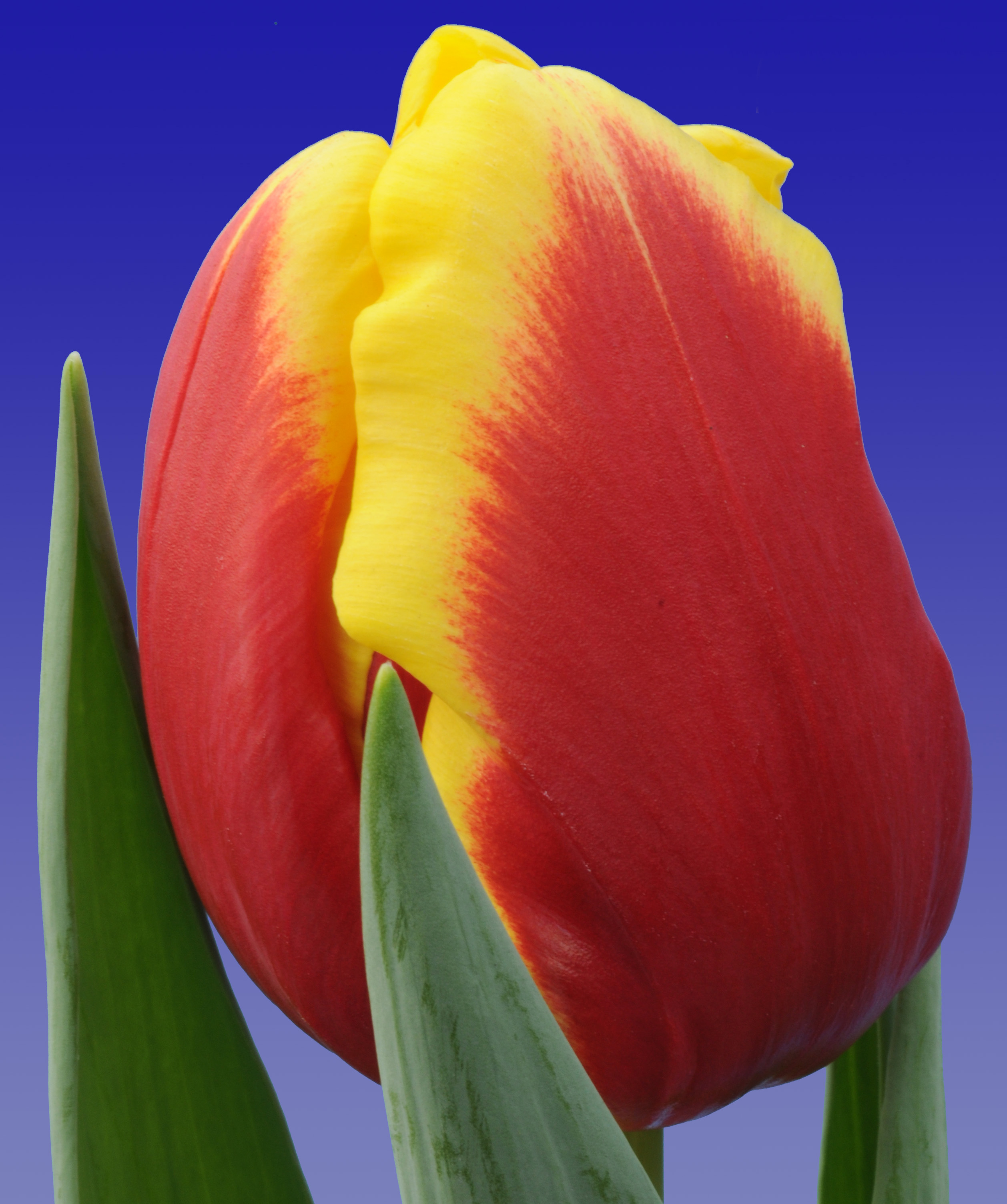 Denmark - Triumph Tulip - P. Aker Flower bulbs and Seeds